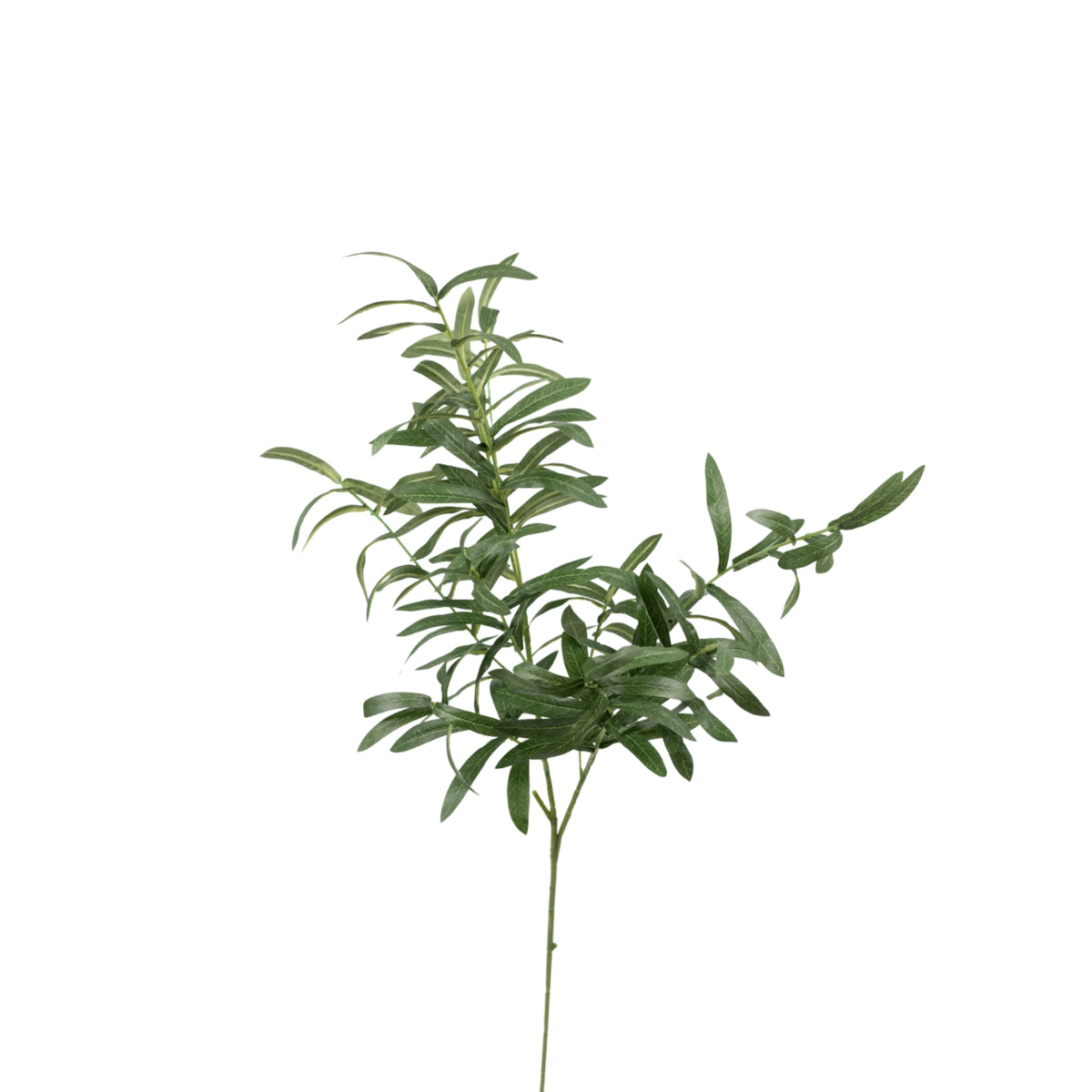 Olive Branch No Fruit - 95cm