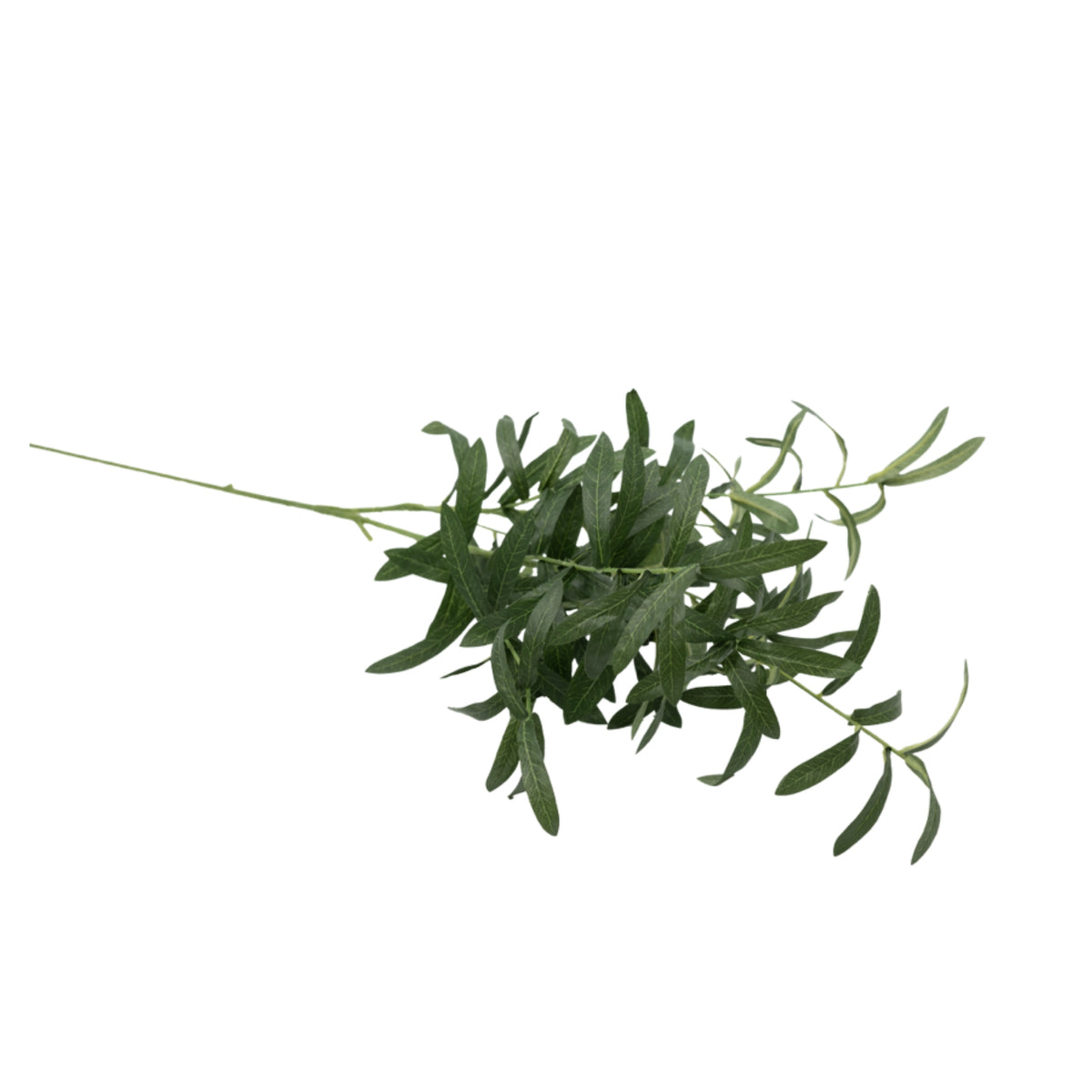 Olive Branch No Fruit - 95cm