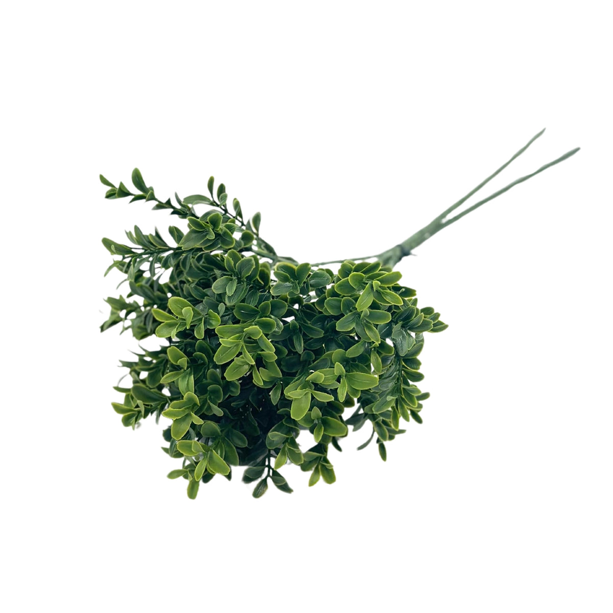 Filler Boxwood Bush - 44cm