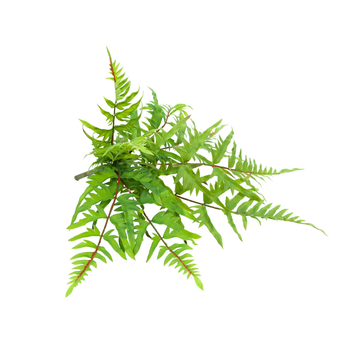 Filler Lace Fern Filler - 44cm
