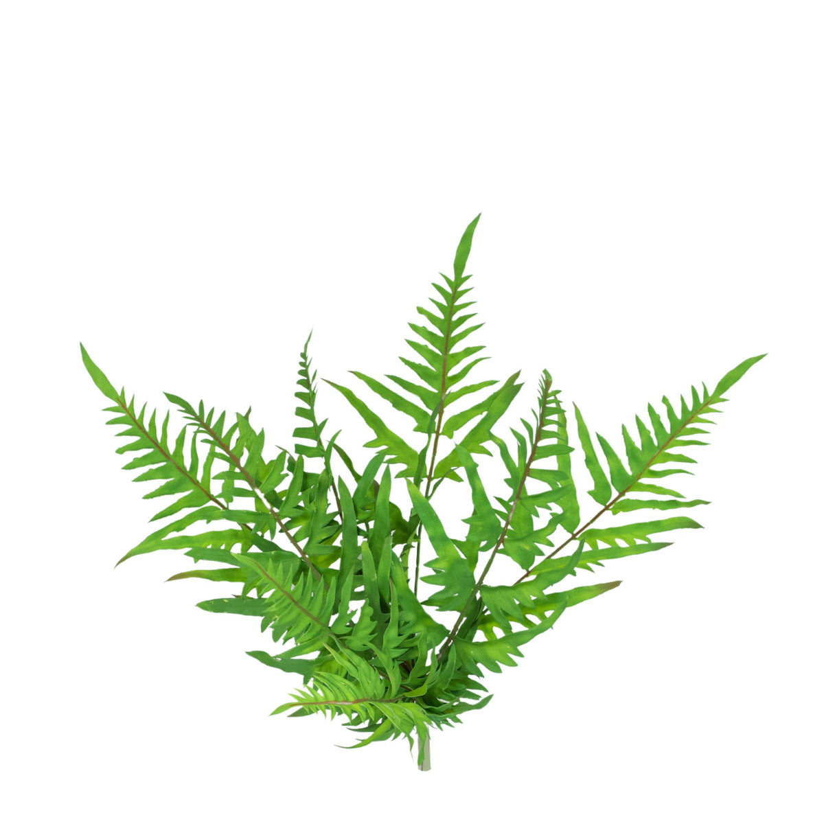 Filler Fern Dark Green - 43cm