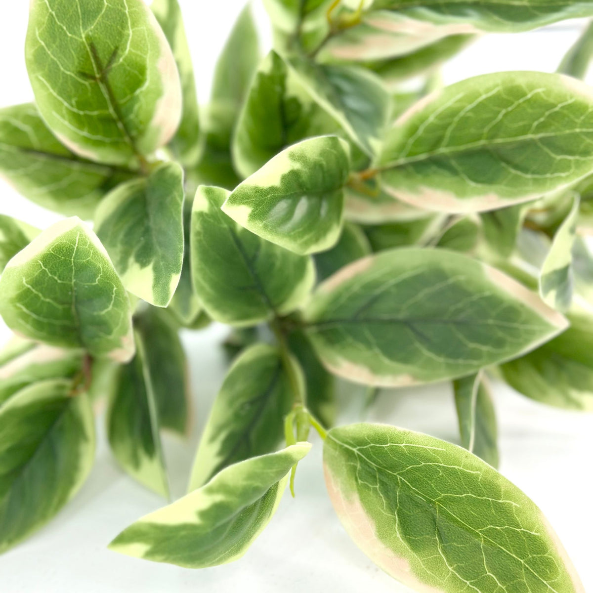 Filler Hoya Leaves Real Touch Bunch x7 Heads