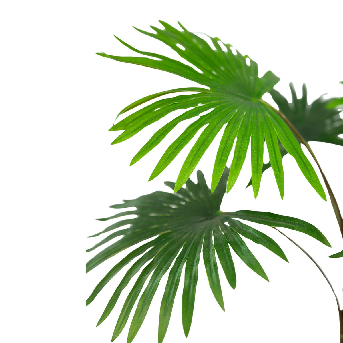 Filler Rhapisgracilis Real Touch x6 Bush - 55cm. Close up view of the artificial plant. Available from Plant Couture.