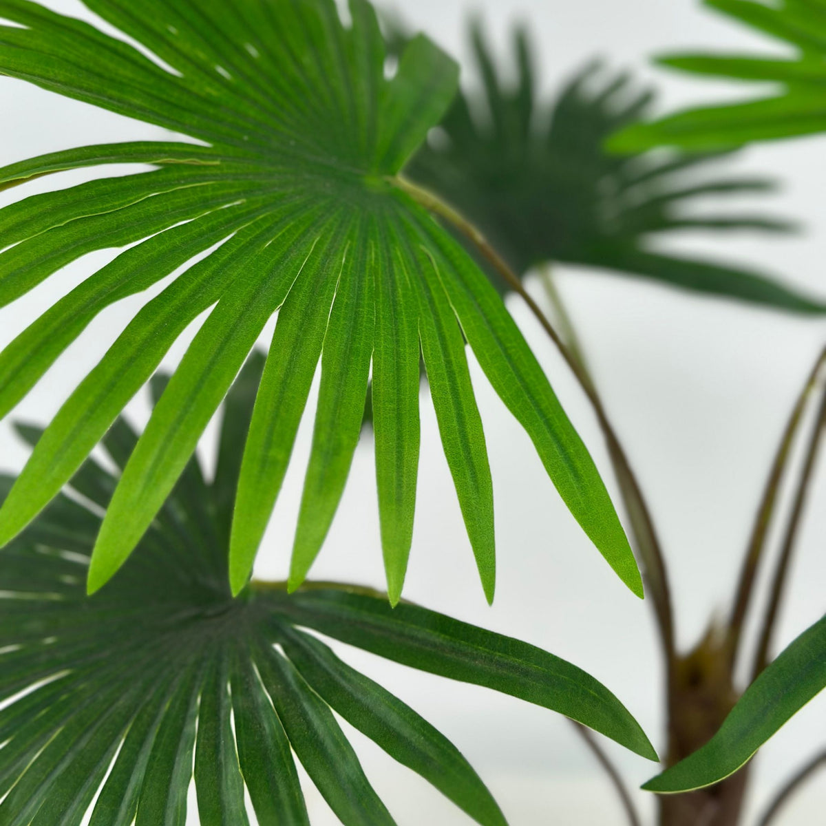 Filler Rhapisgracilis Real Touch x6 Bush - 55cm. Close up view of the artificial plant. Available from Plant Couture.