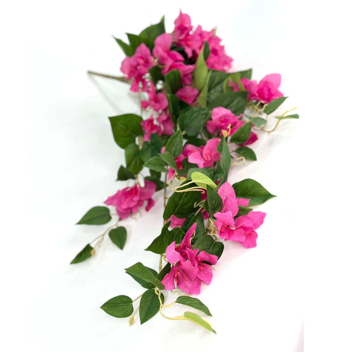 Hanging Bougainvillea Bush x12 Branches. Lying down view of bougainvillea hanging plant. Fushia colour. Available from Plant Couture.