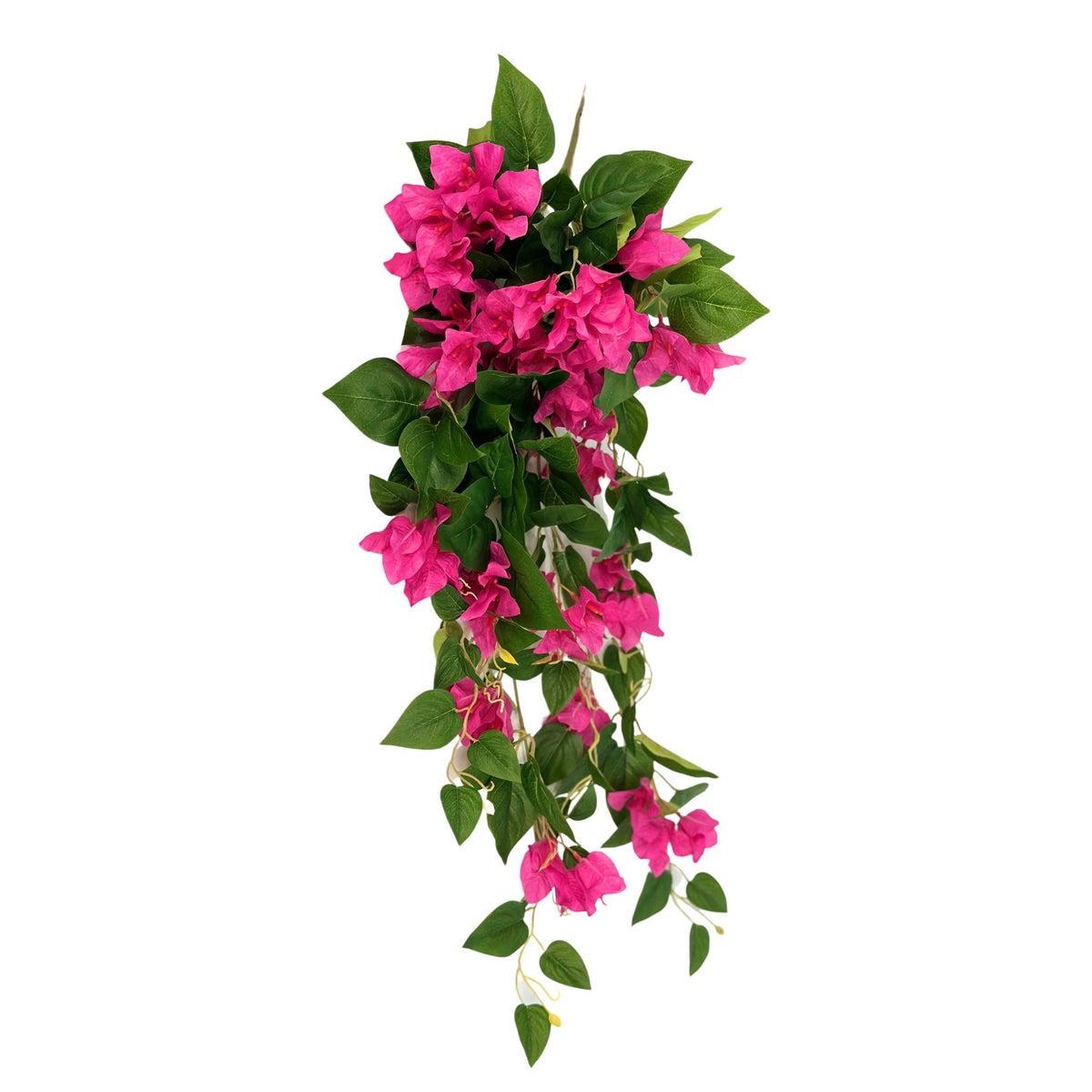 Hanging Bougainvillea Bush x12 Branches. View of length of bougainvillea. Fushia colour. Available from Plant Couture.