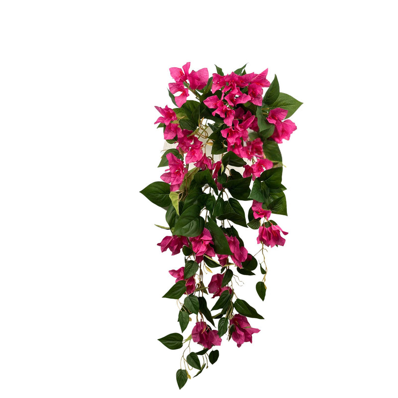 Hanging Bougainvillea Bush x12 Branches. View of length of bougainvillea. Fushia colour. Available from Plant Couture.