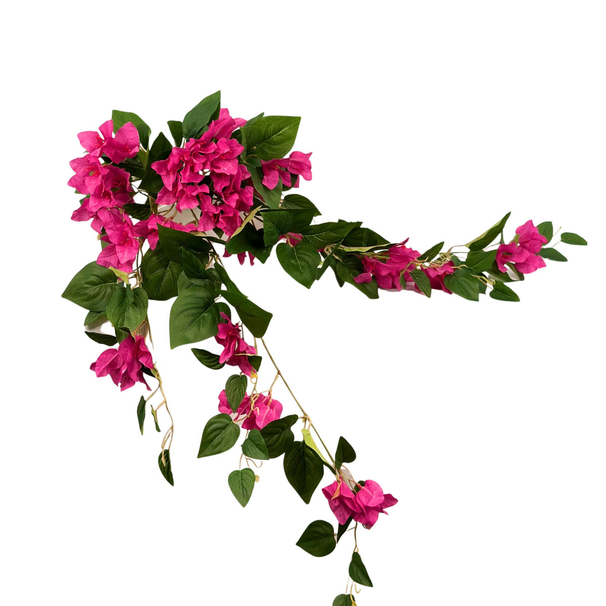 Hanging Bougainvillea Bush x12 Branches. View of length of bougainvillea. Fushia colour. Available from Plant Couture.
