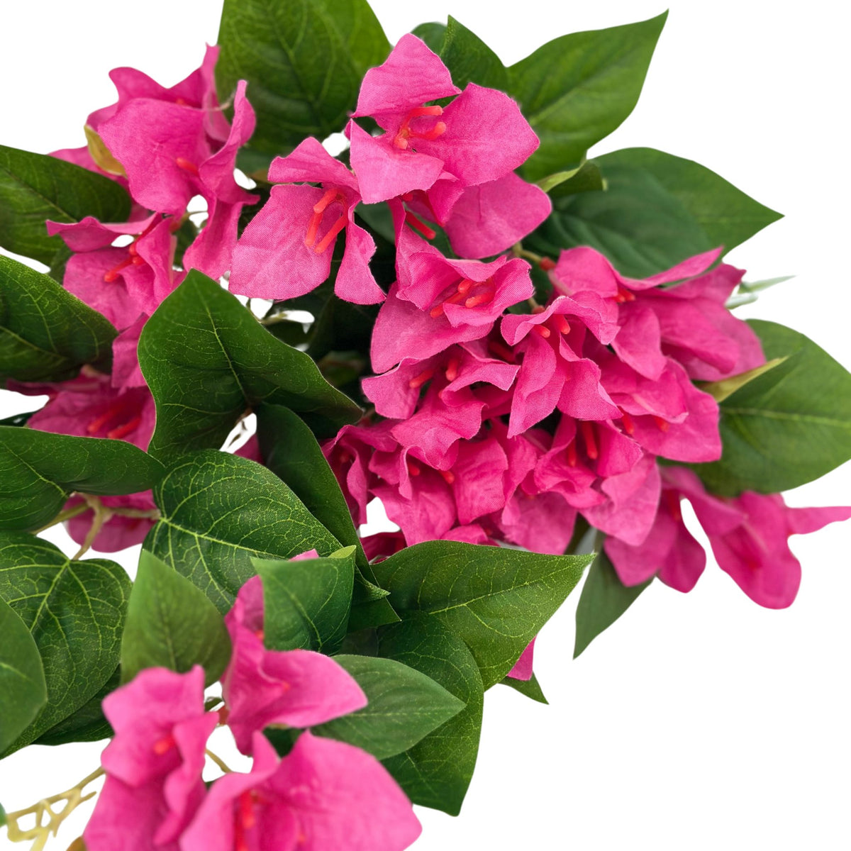 Hanging Bougainvillea Bush x12 Branches. Close up view of bougainvillea hanging plant. Fushia colour. Available from Plant Couture.