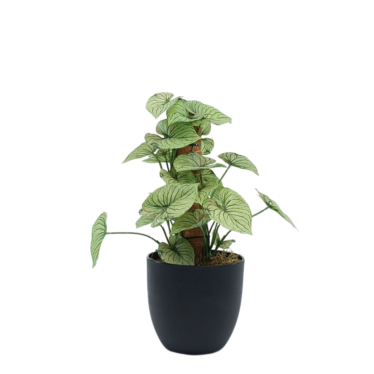 Potted Calladium MossPole - 48cm. Artificial plants for indoors from Plant Couture. www.plantcouture.co.za