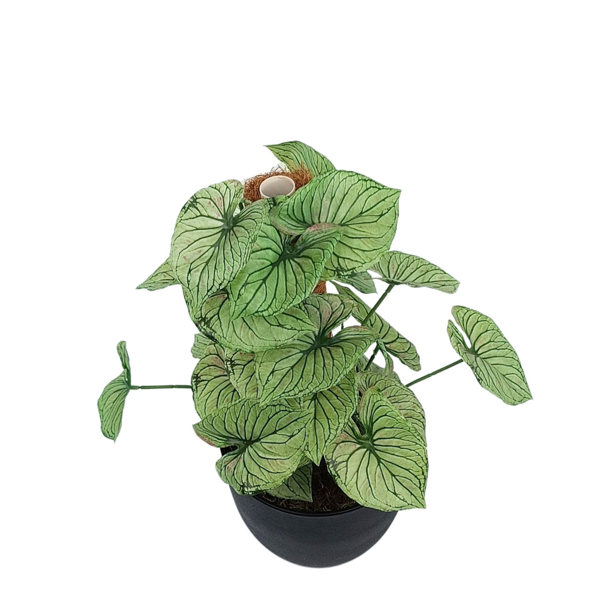 Potted Calladium MossPole - 48cm. Artificial plants for indoors from Plant Couture. www.plantcouture.co.za