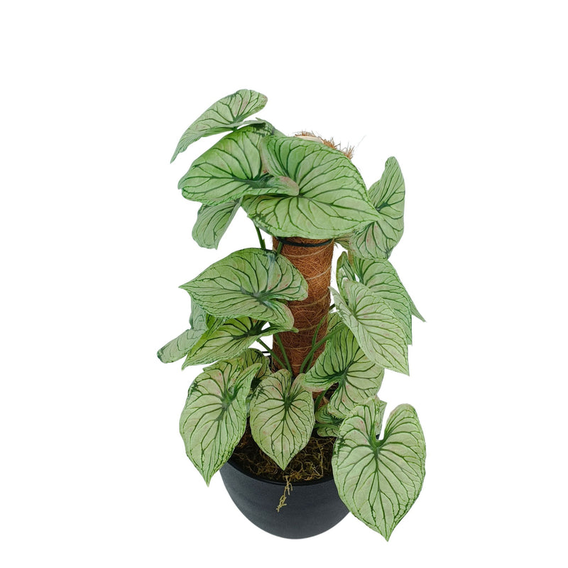 Potted Calladium MossPole - 48cm. Artificial plants for indoors from Plant Couture. www.plantcouture.co.za. Top View