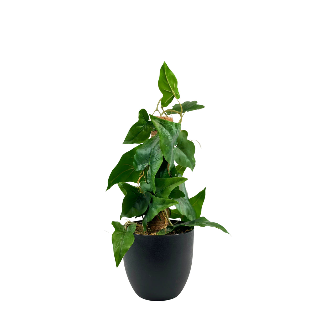 Potted Arrowhead MossPole - 56cm. Artificial plants potted available from Plant Couture. www.plantcouture.co.za