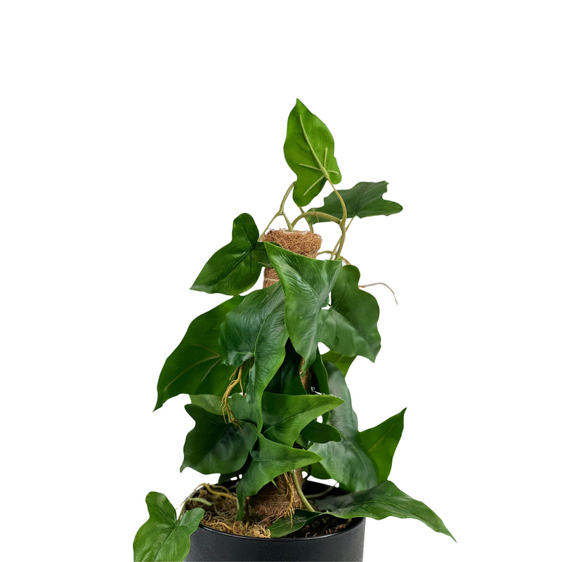 Potted Arrowhead MossPole - 56cm. Artificial plants potted available from Plant Couture. www.plantcouture.co.za