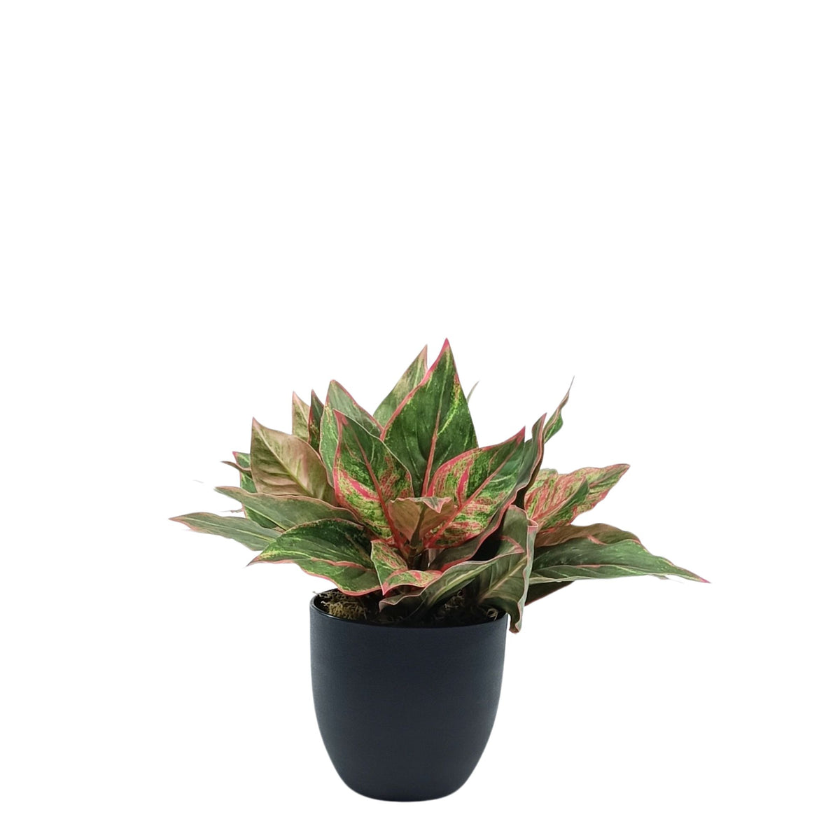 Potted Diffenbacchia Pink Green - 38cm. Artificial plant with bright pink touches within the greenery. Available from Plant Couture. www.plantcouture.co.za