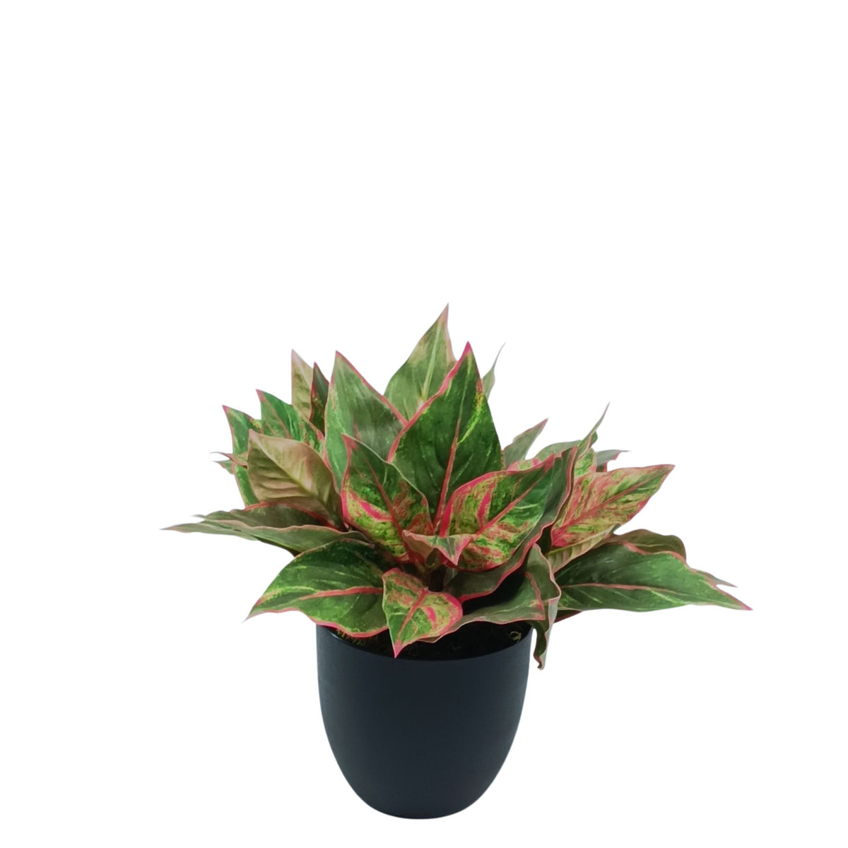 Potted Diffenbacchia Pink Green - 38cm. Artificial plant with bright pink touches within the greenery. Available from Plant Couture. www.plantcouture.co.za