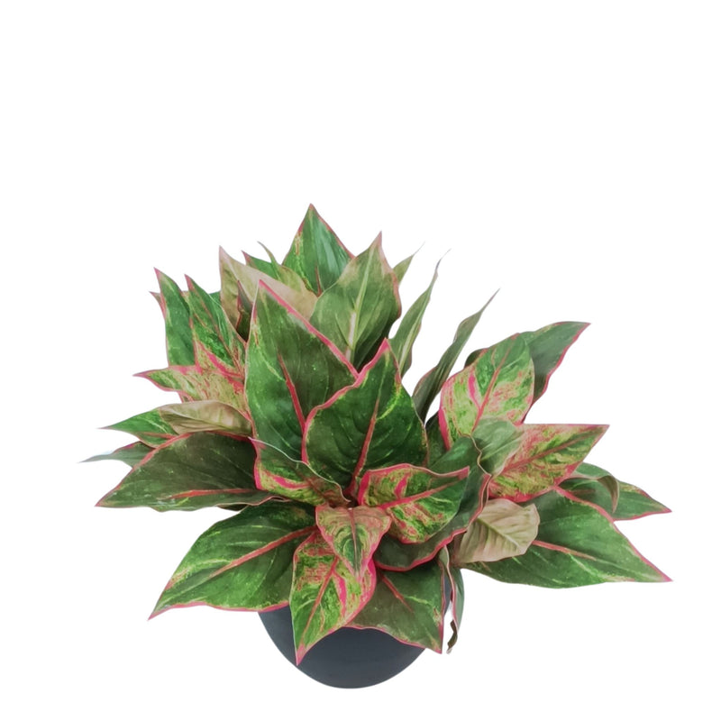 Potted Diffenbacchia Pink Green - 38cm. Artificial plant with bright pink touches within the greenery. Available from Plant Couture. www.plantcouture.co.za