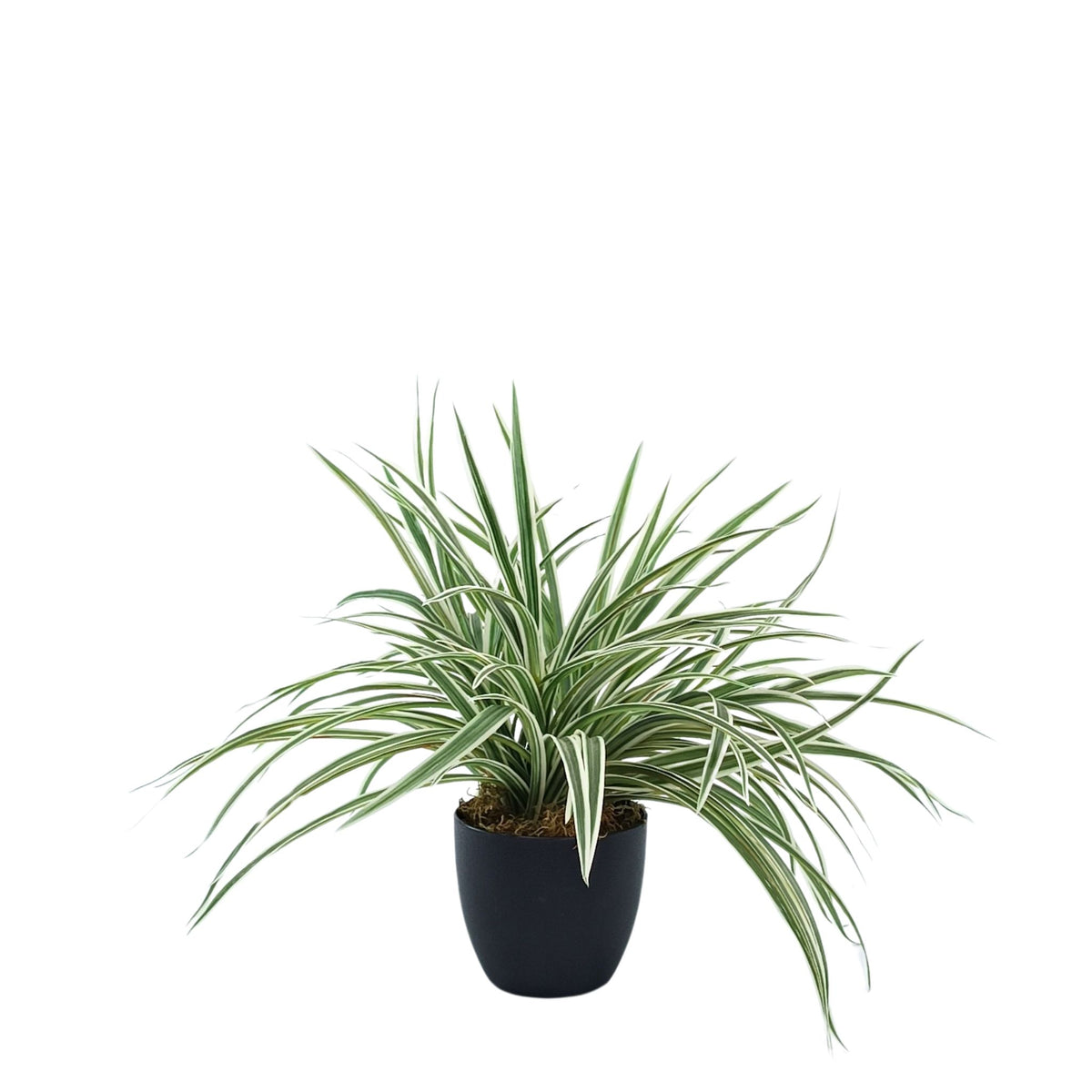 Potted Spider Bush White/Green - 45cm