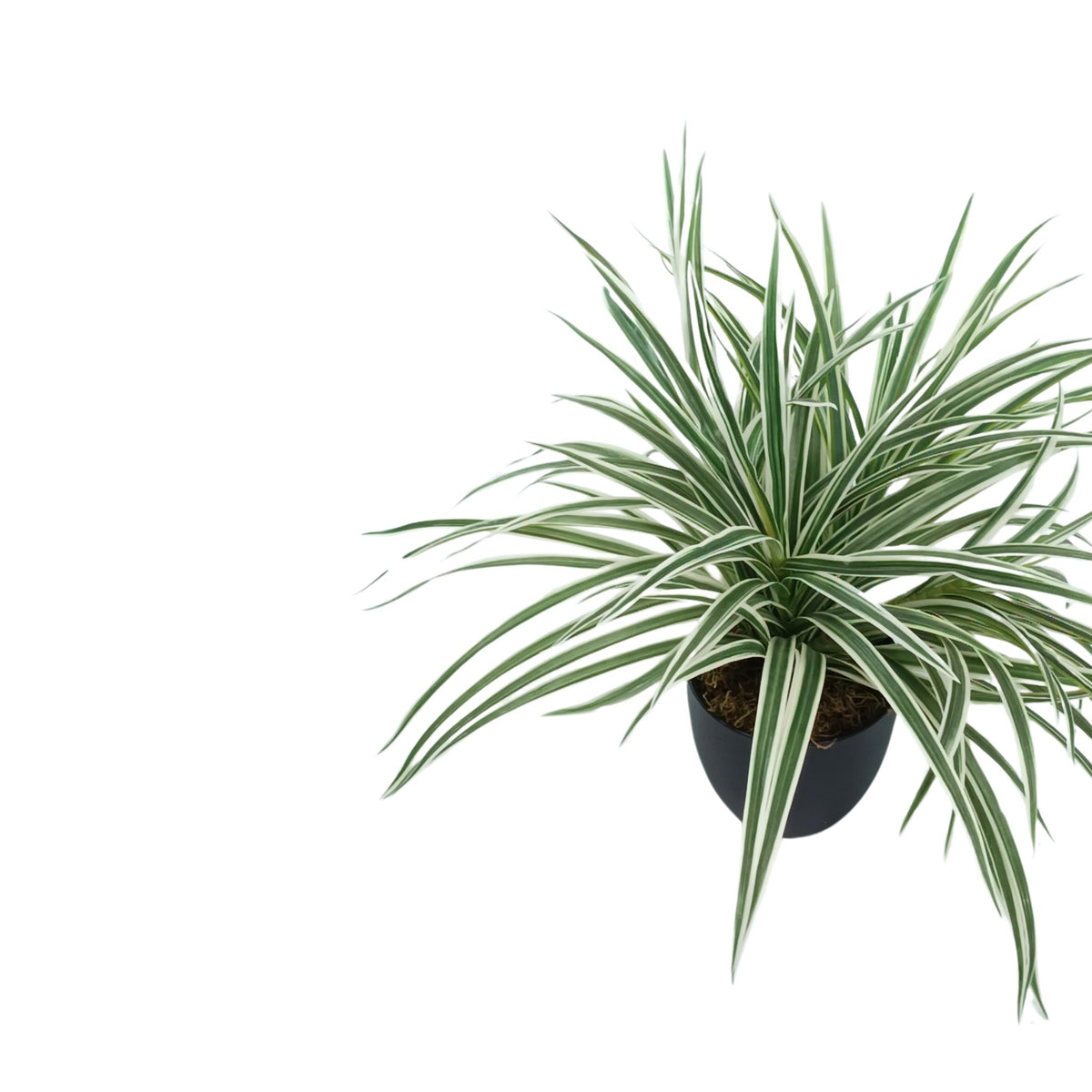 Potted Spider Bush White/Green - 45cm