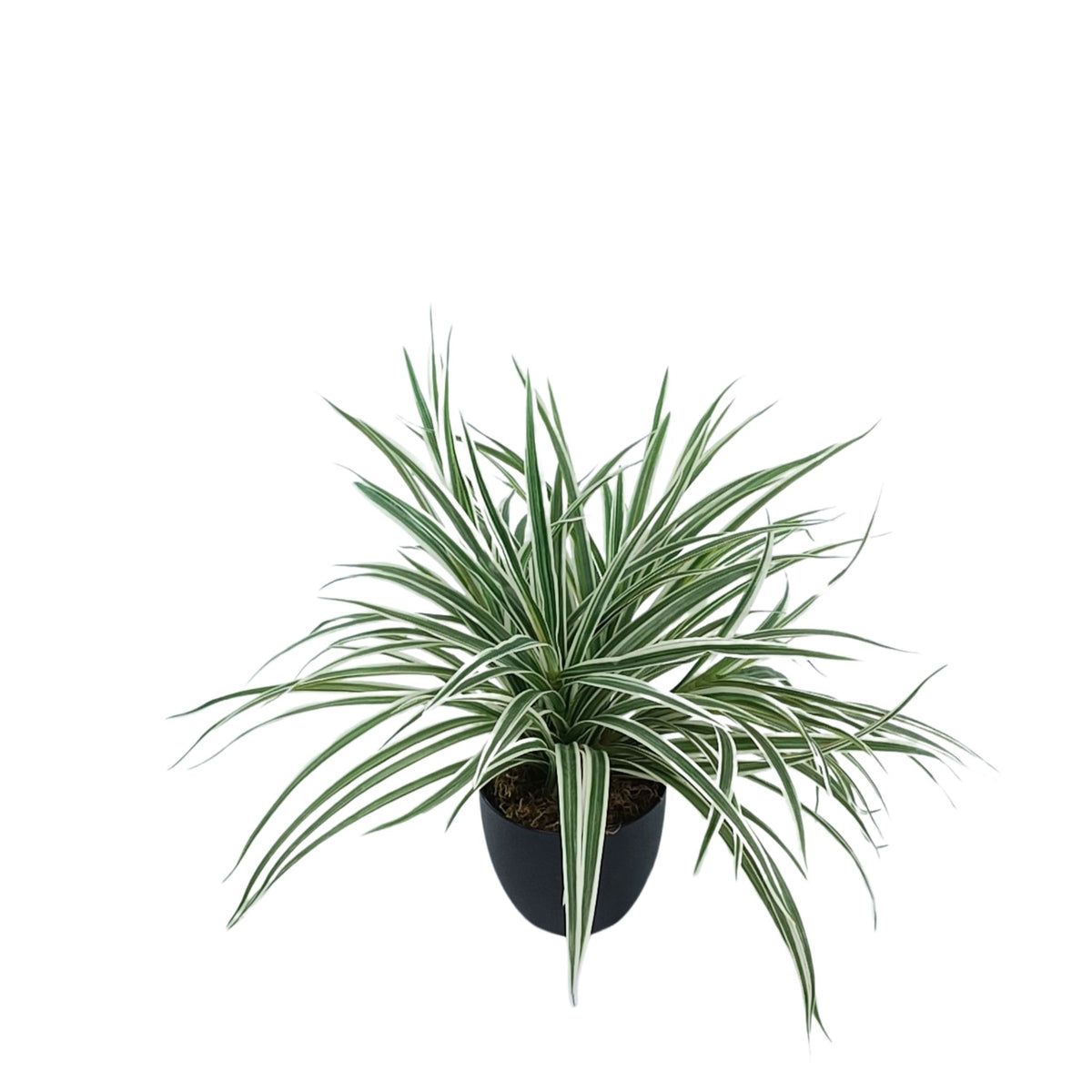 Potted Spider Bush White/Green - 45cm
