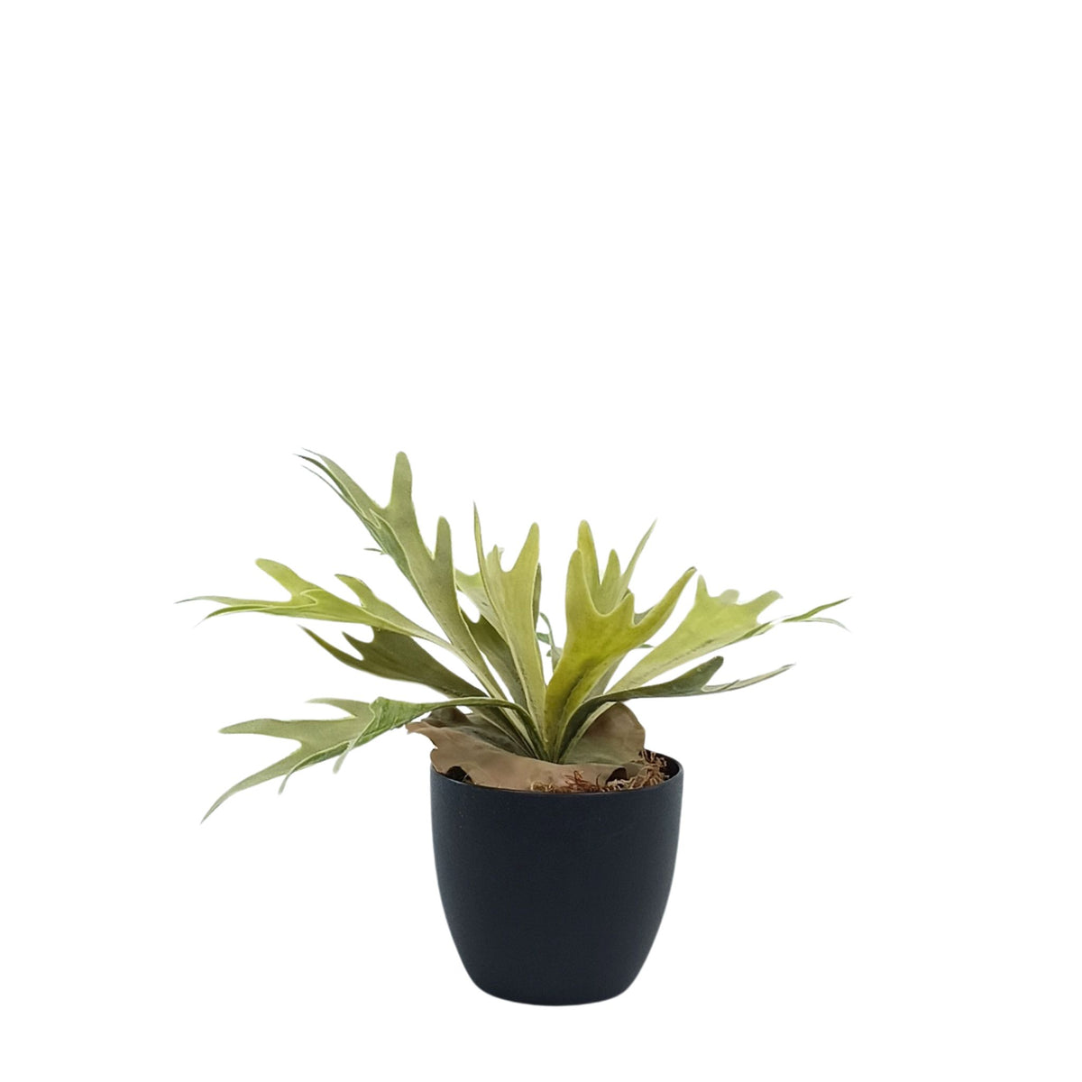 Potted Staghorn Fern - 33cm. Life like artificial plant from Plant Couture. Potted in black pot with artificial moss. www.plantcouture.co.za