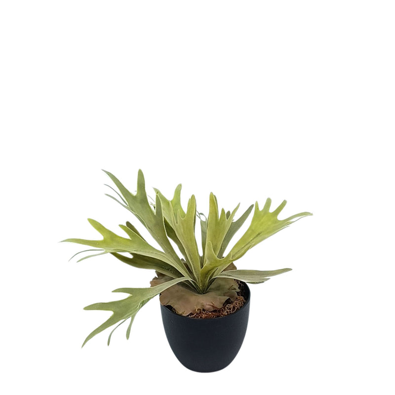 Potted Staghorn Fern - 33cm. Life like artificial plant from Plant Couture. Potted in black pot with artificial moss. www.plantcouture.co.za
