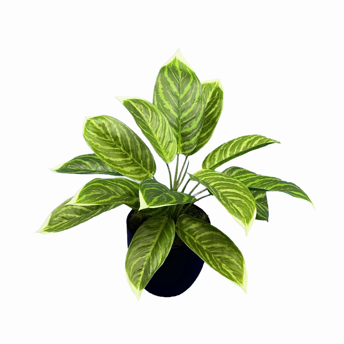 Potted Aglaonema x3 - 48cm