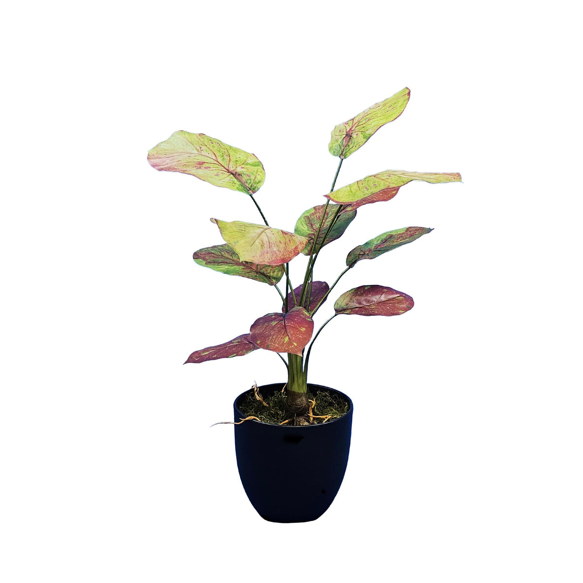 ARTIFICIAL MARANTA PLANT RED GREEN LEAVES 60CM WITH ROOTS