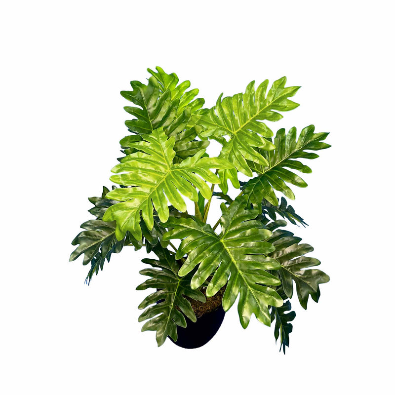 FAUX PHILODENDRON POTTED 72CM TOP VIEW