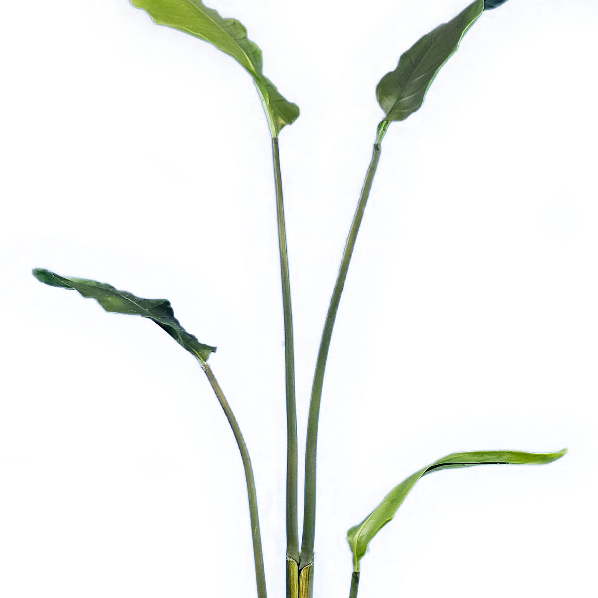 Potted Banana Leaf Branch - 124cm