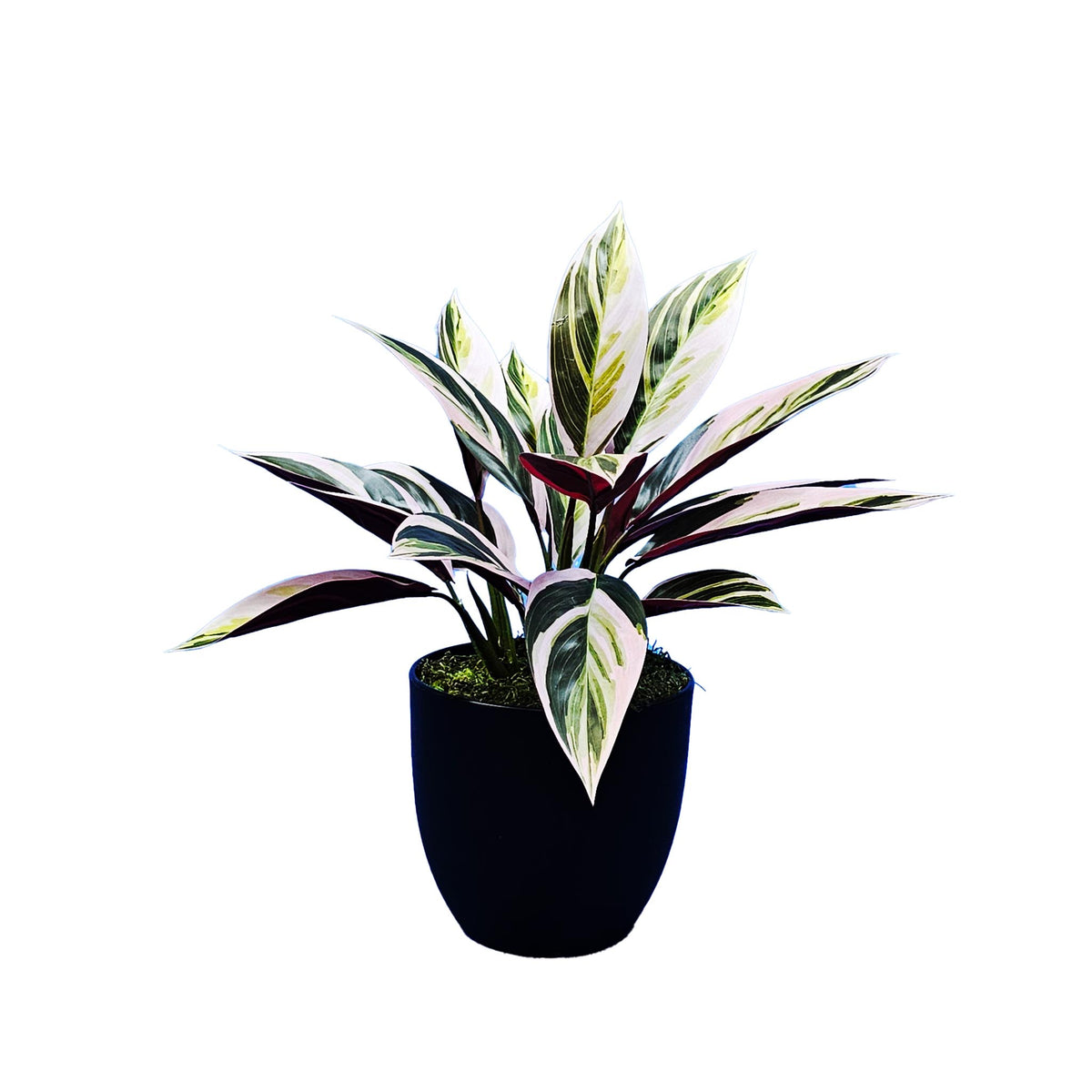 Potted Stromanthe Bush - 46cm