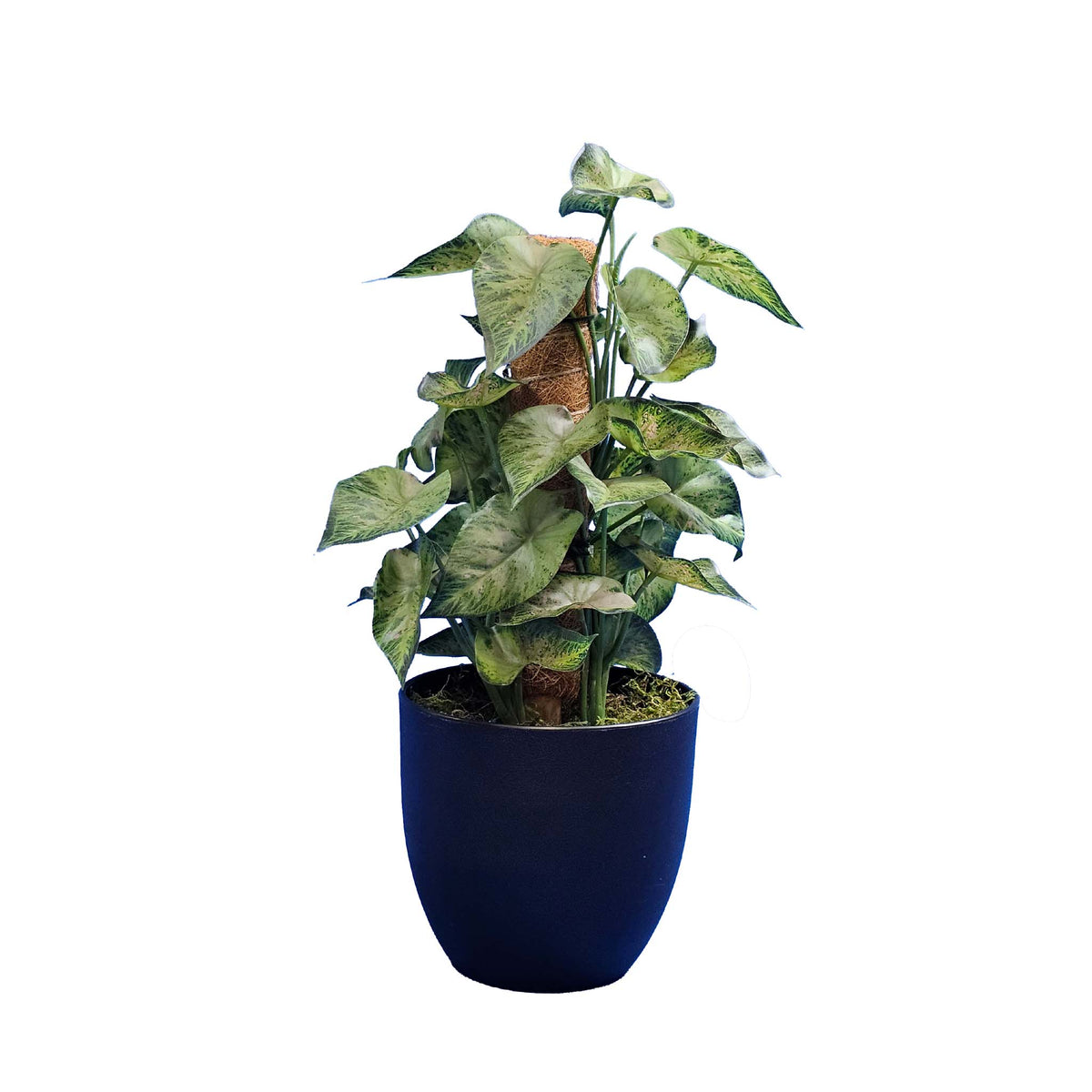 POTTED FAUX SYNGONIUM ON MOSS POLE 49CM
