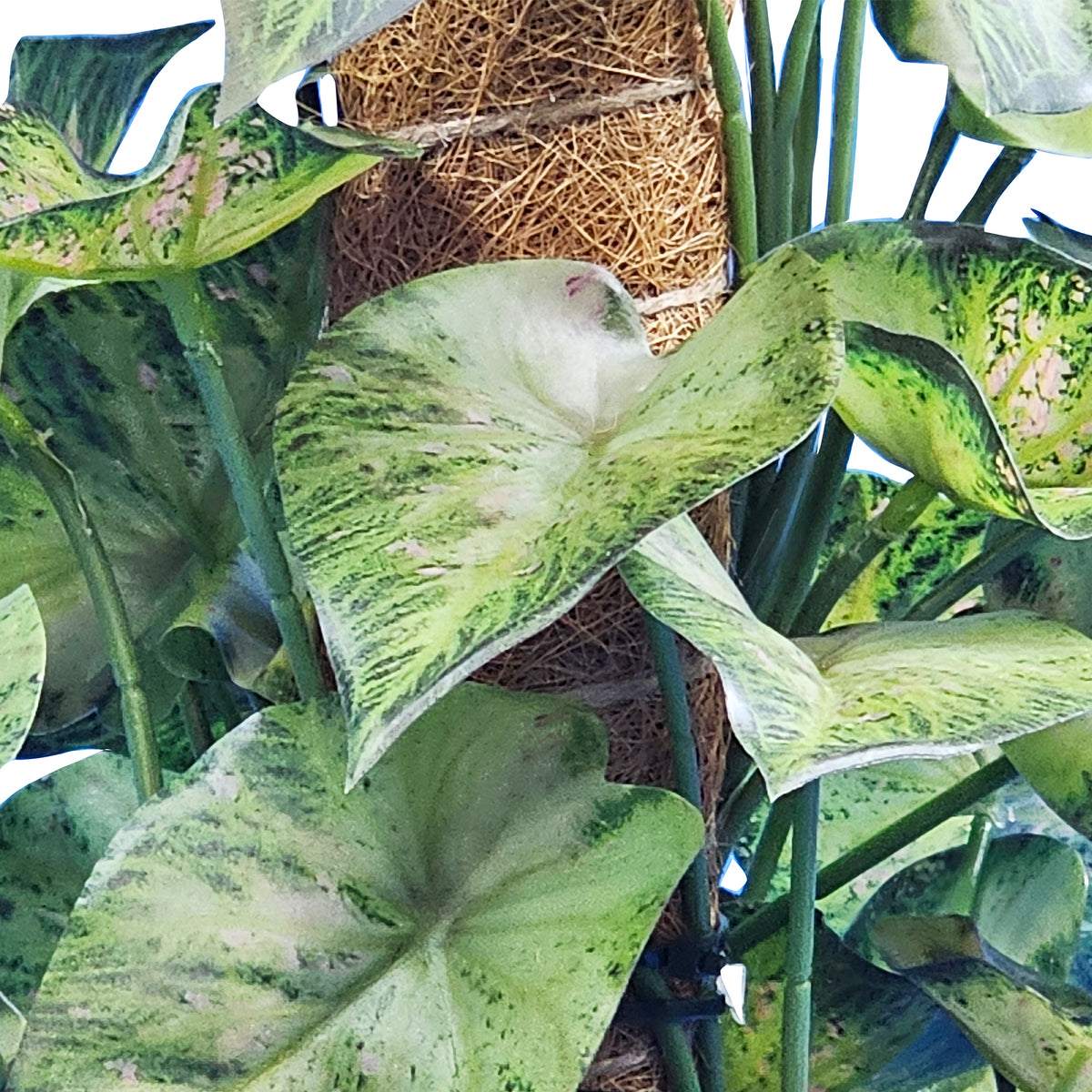 Potted Syngonium - 35cm