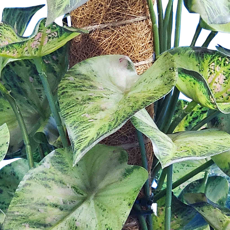 POTTED FAUX SYNGONIUM ON MOSS POLE 49CM CLOSE UP