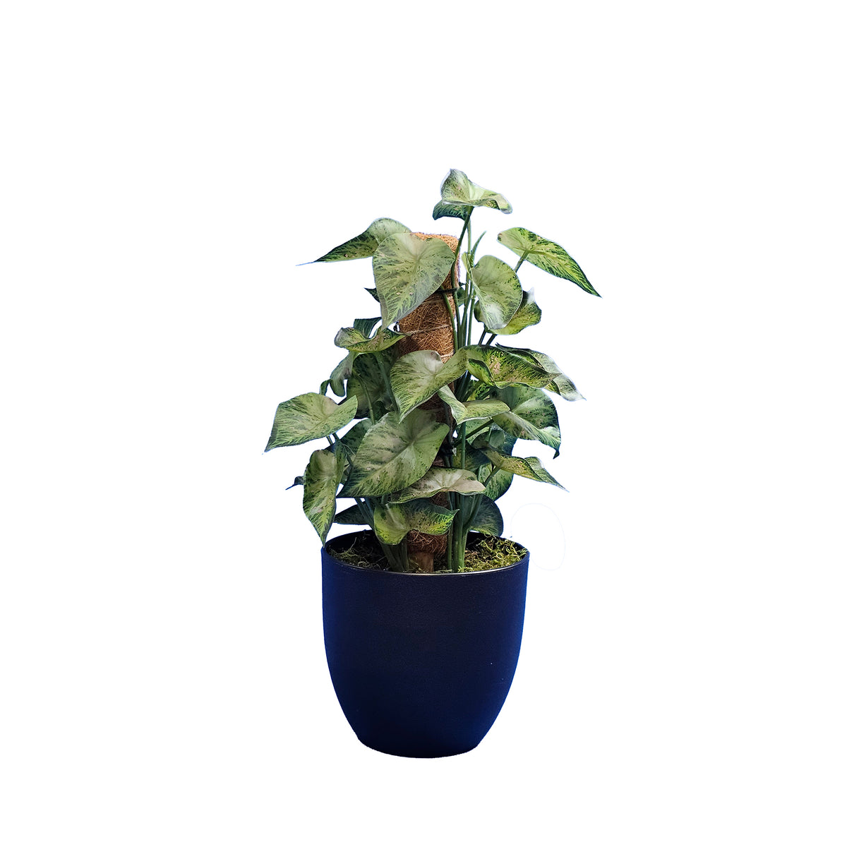 Potted Syngonium - 35cm