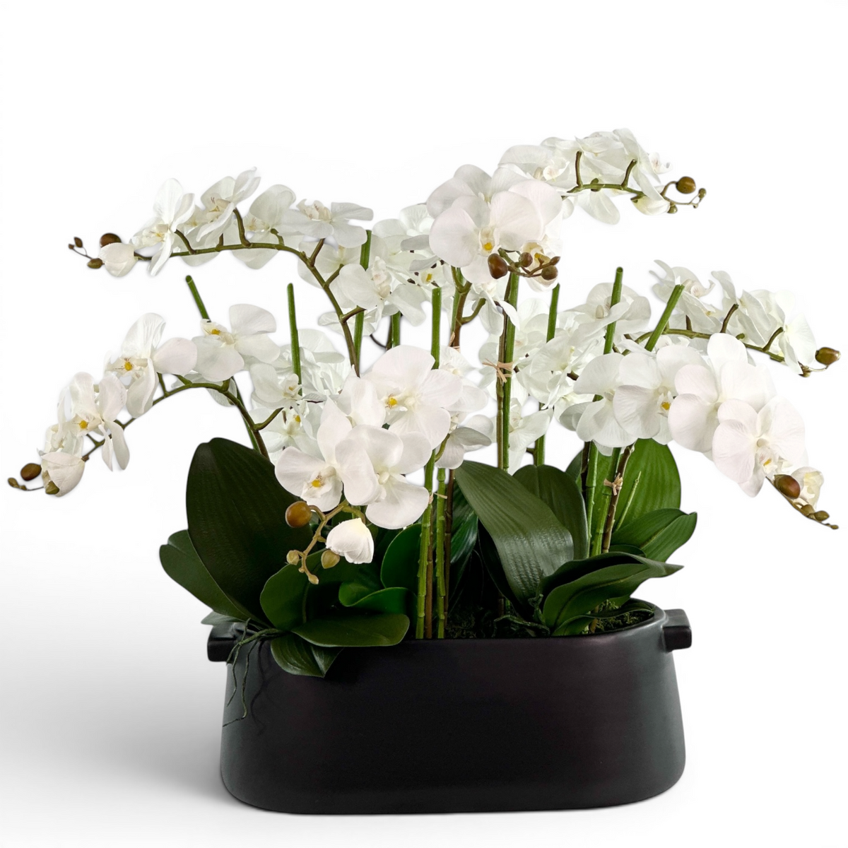 White faux orchids in a black pot on a white background