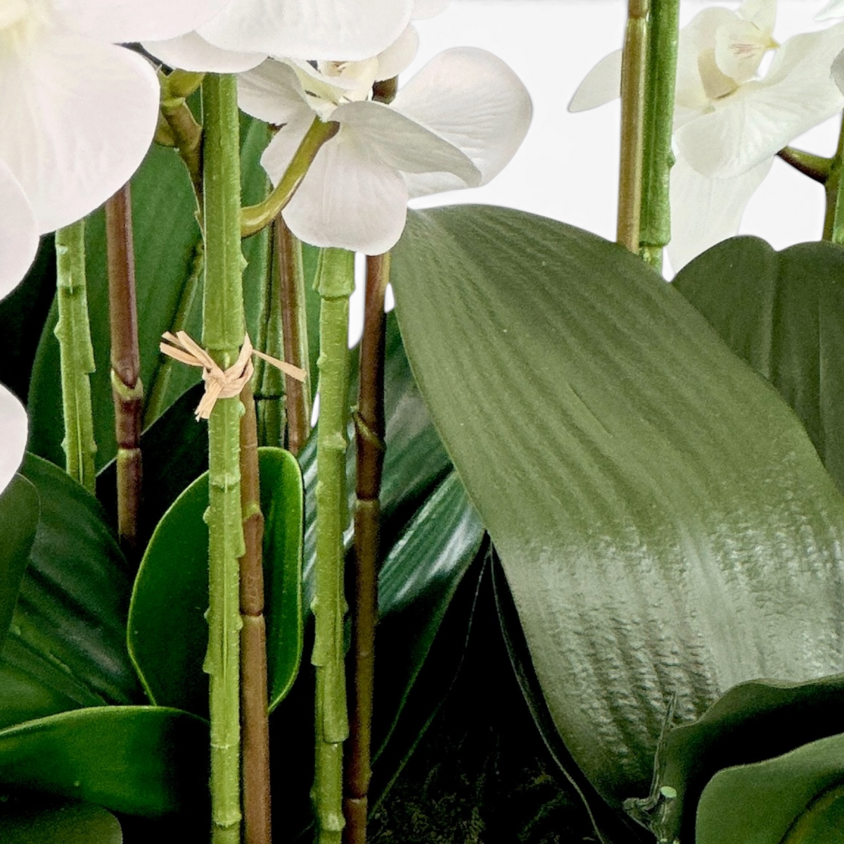 Close up of leaves and stems of orchid Arrangement