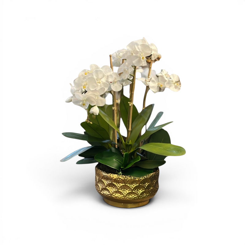 White Faux Phalenopsis arrangement set in a decorative Gold tin vase