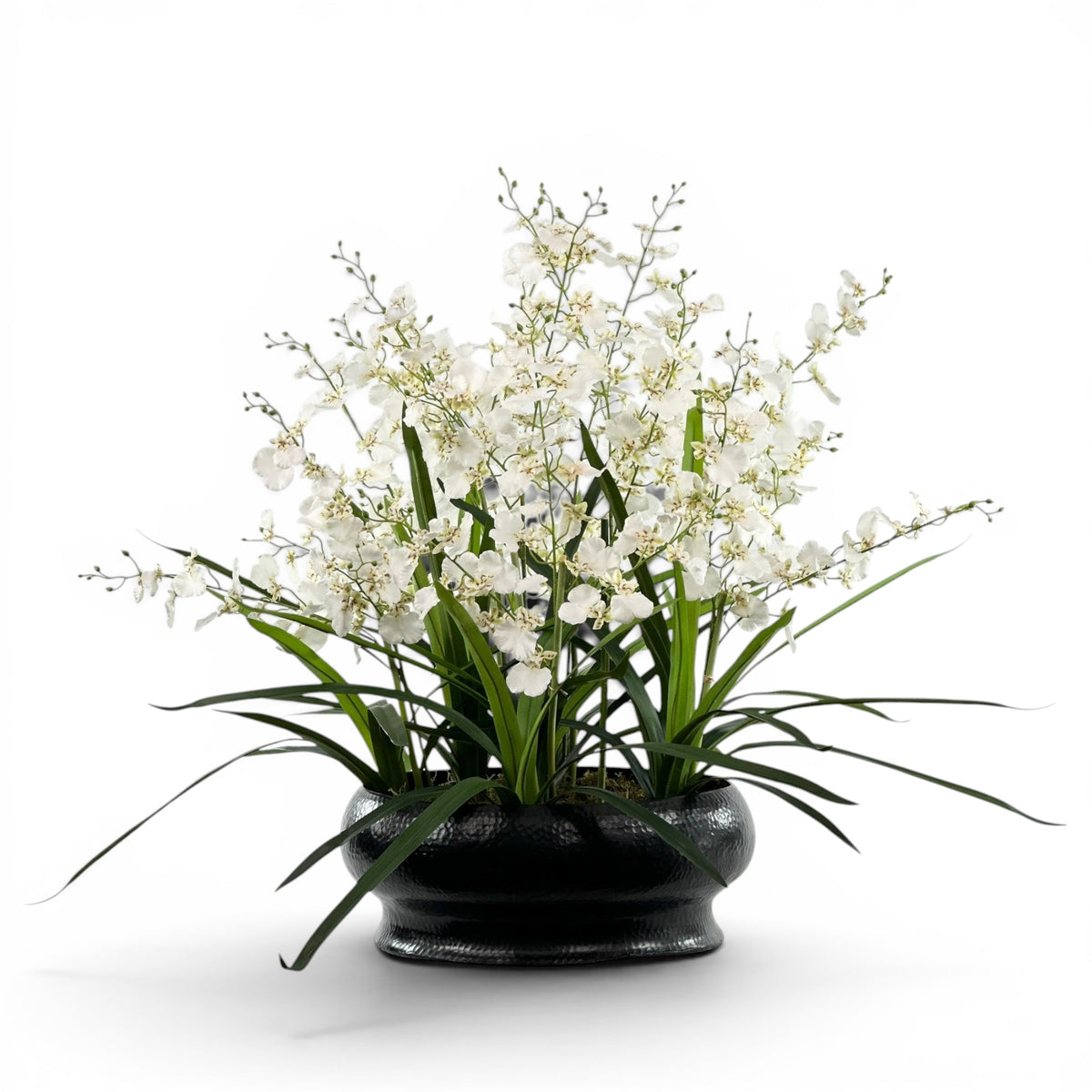 Dancing Orchid Arrangement White in Large Black Sabi Tin