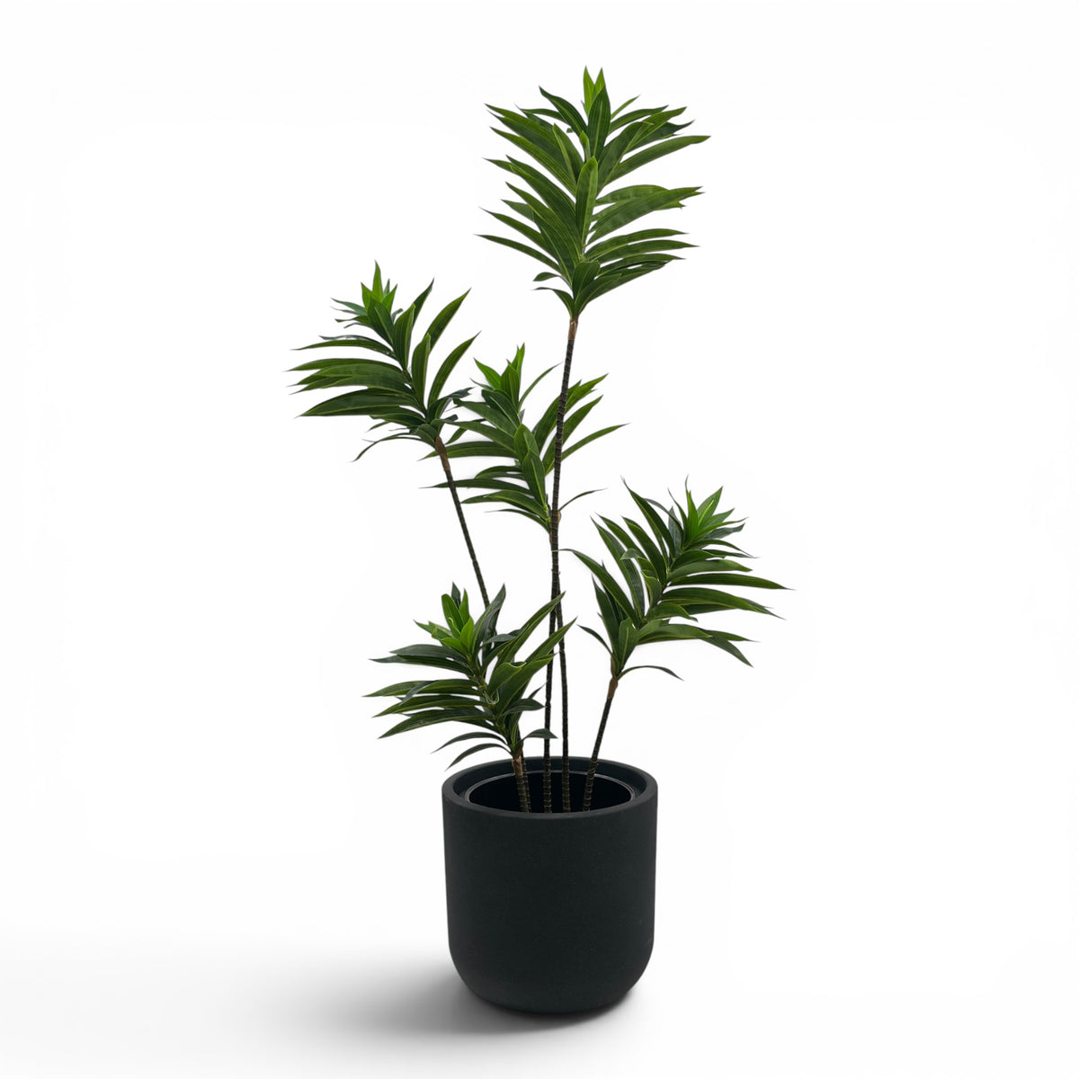 Newport Planter S 29.5x28 Black With Dracaena Reflexa 120cm