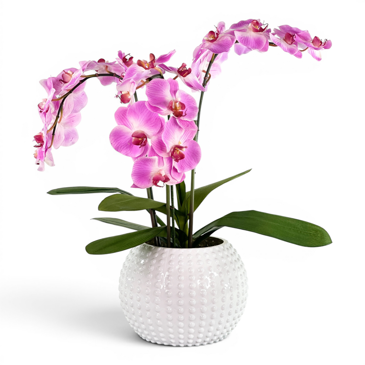 Faux Phalaenopsis Flower arrangements soft Purple-Pink Flowers in White sea urchin vase on WHite background