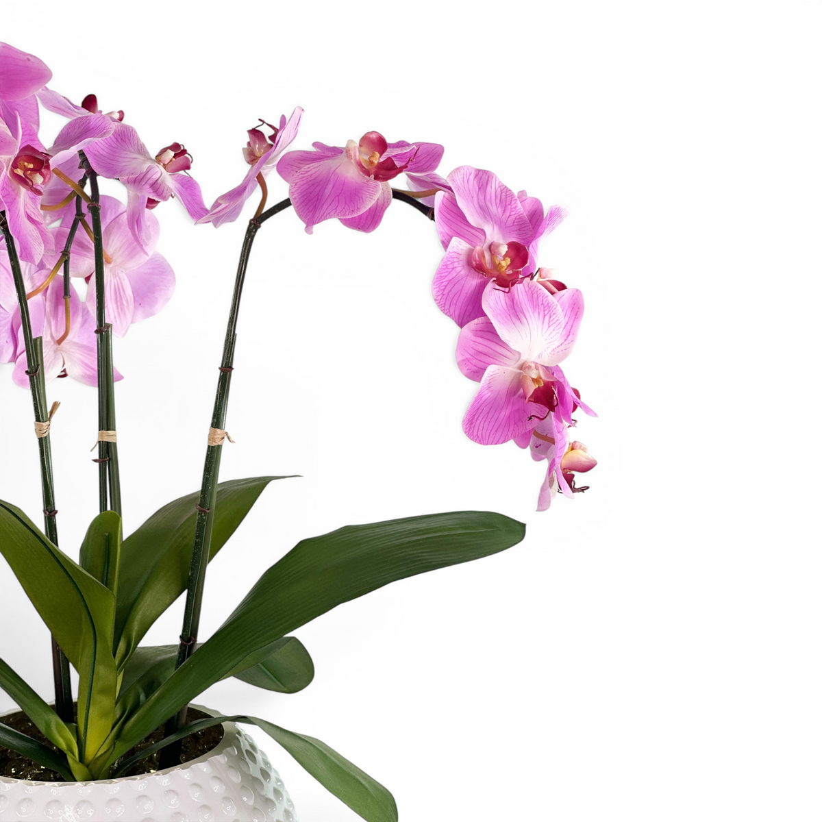 Pink orchids in a pot on a white background - close up