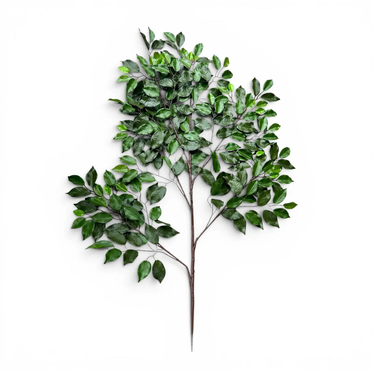 Ficus Stem Pick - 120cm