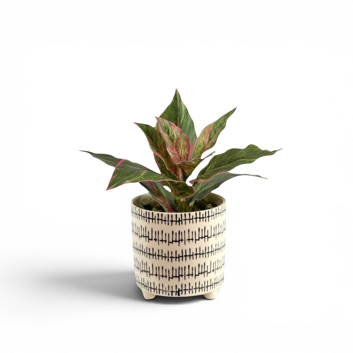 DIEFFENBACHIA P/G IN KRAAL POT