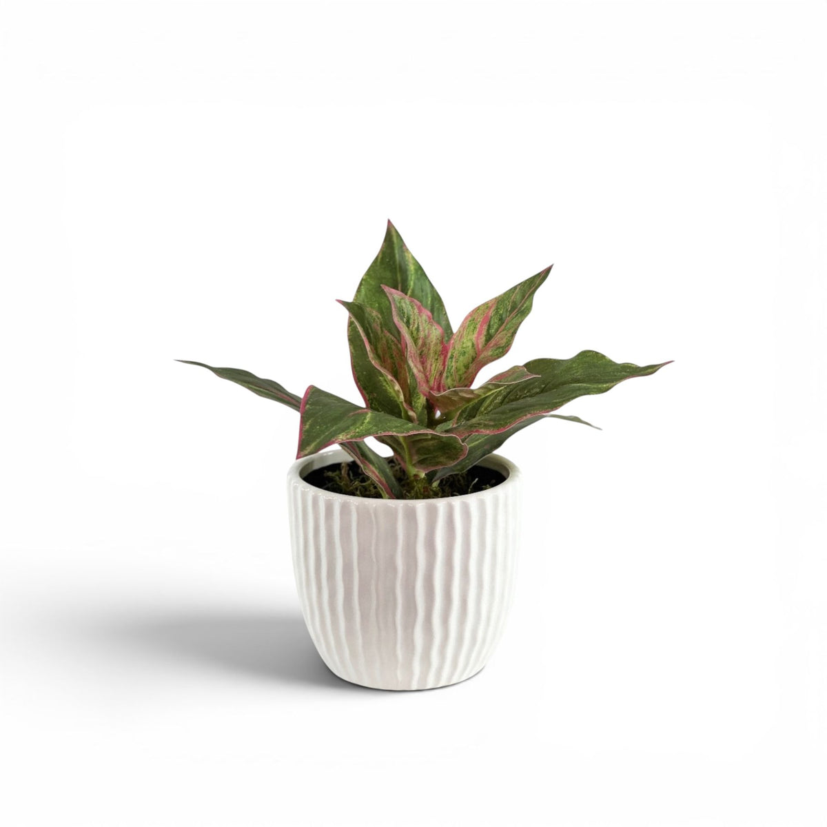 DIFFENBACHIA P/G IN NAXOS POT