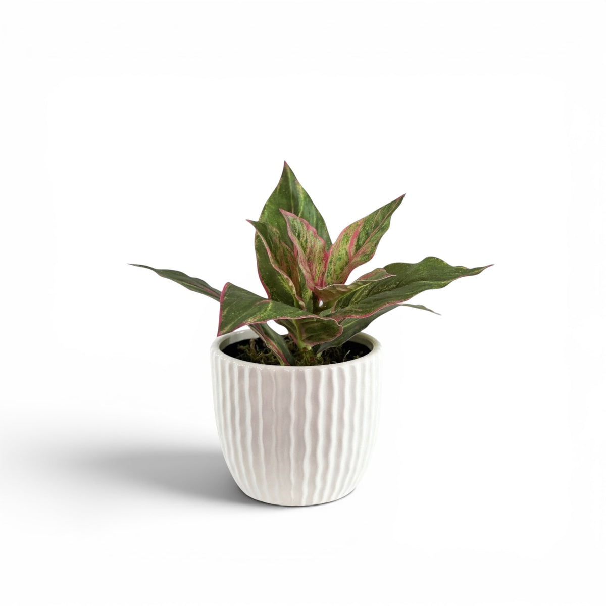 DIFFENBACHIA P/G IN NAXOS POT
