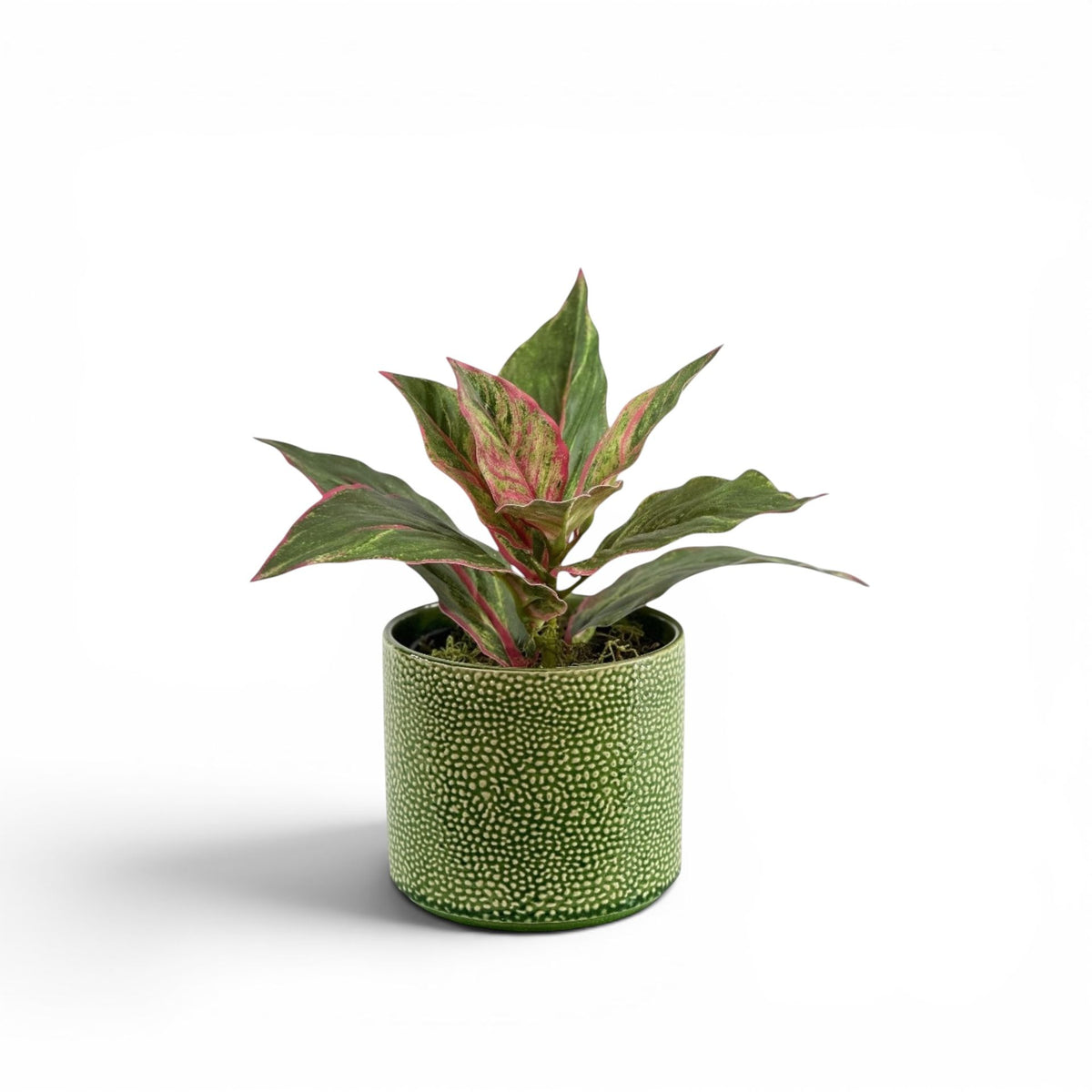 DIFFENBACHIA P/G IN PESTO POT