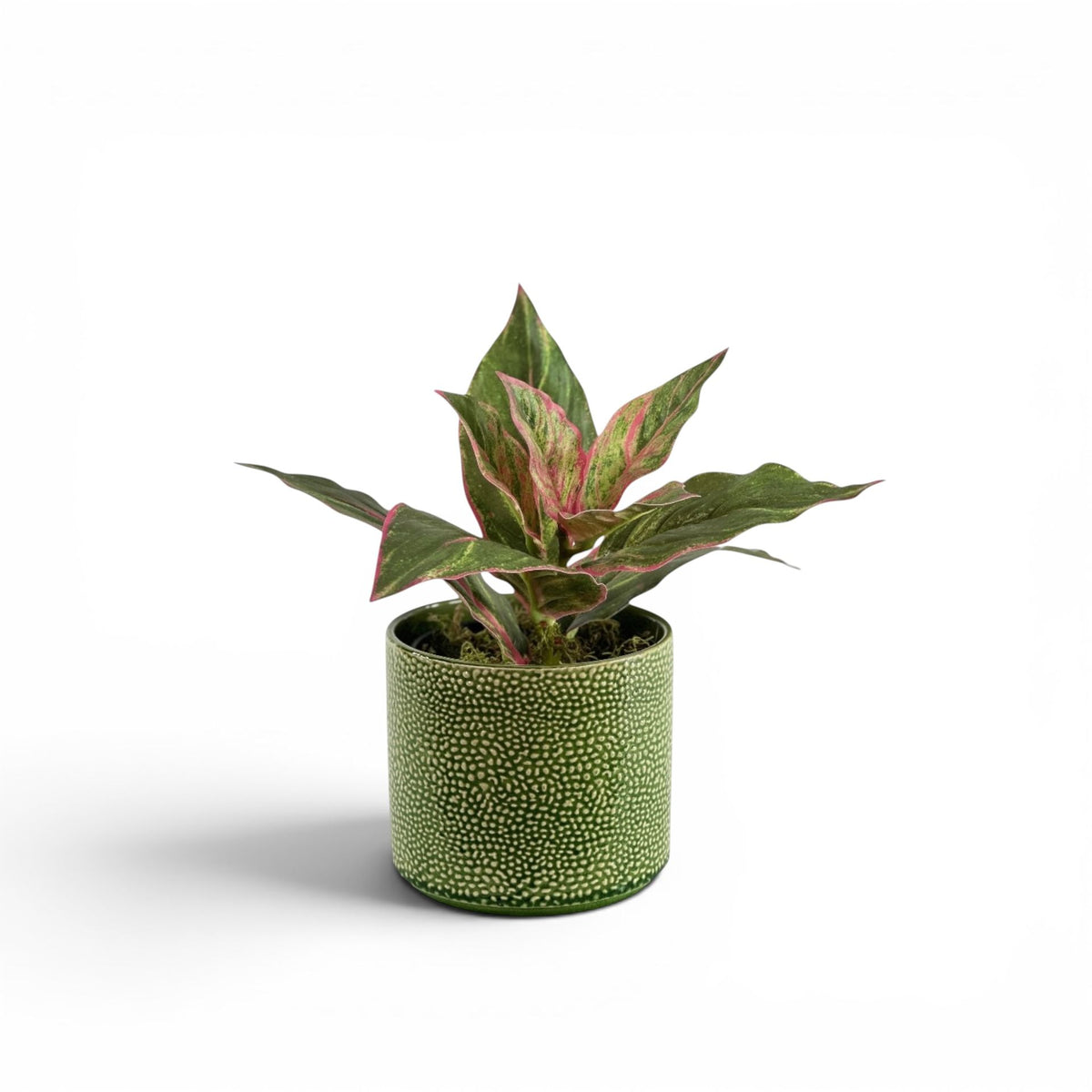 DIFFENBACHIA P/G IN PESTO POT