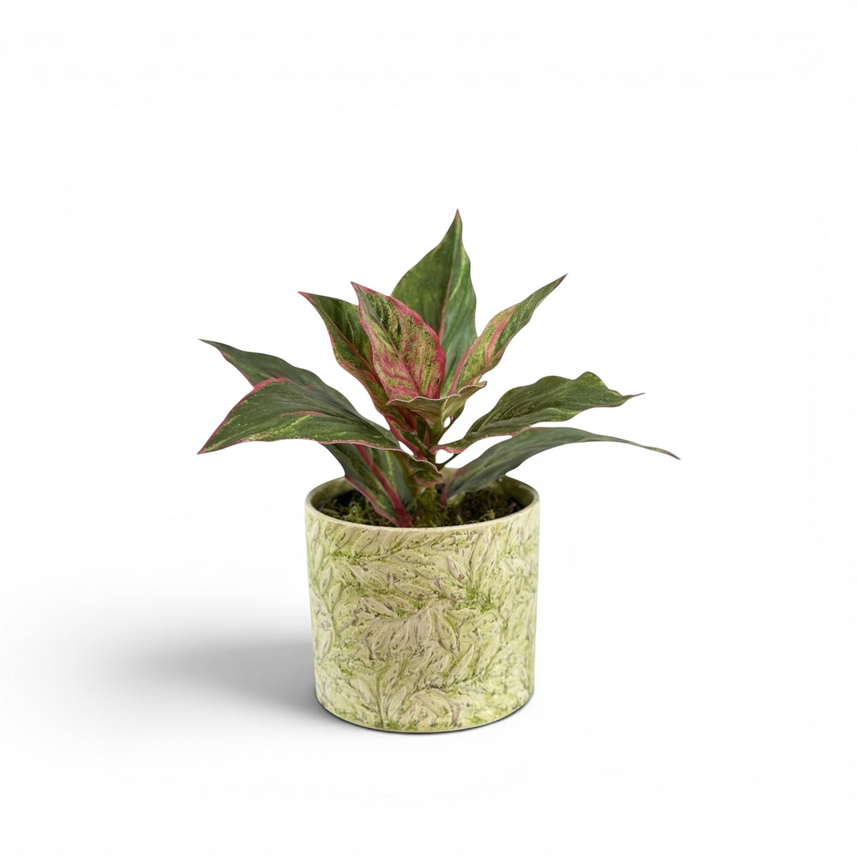 DIFFENBACHIA P/G IN SECRET GARDEN POT