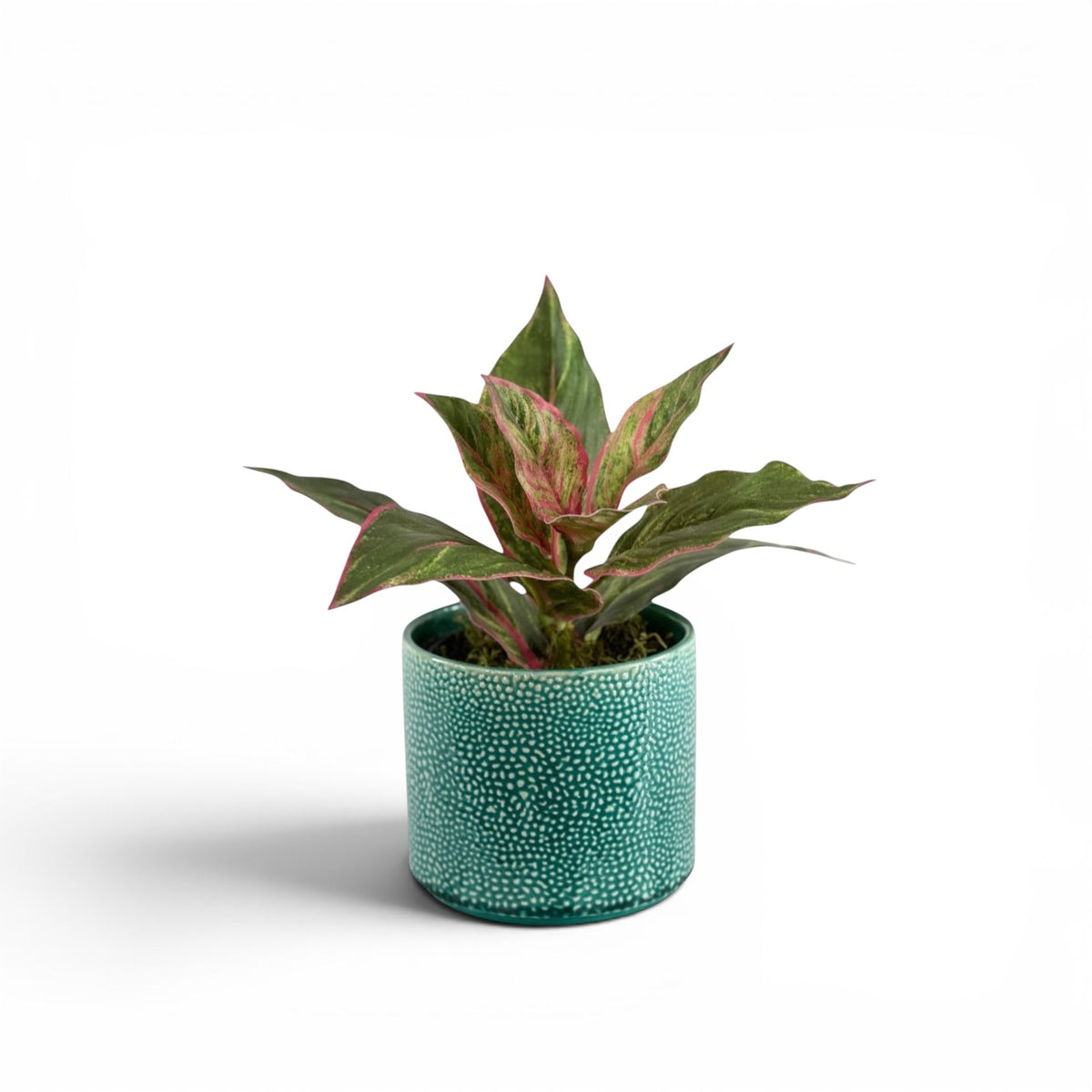DIFFENBACHIA PLANT IN ALIWAL POT